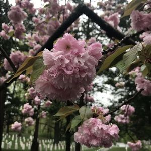 Meet your Posher, Avabella